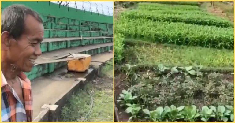An Abandoned Football Field Becomes Viral After a Farmer Turns it Into a Vegetable Farm