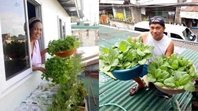 A man and his family grow vegetables in their rooftop, one best way to survive amidst pandemic