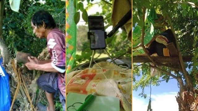 72-Year-Old Grandfather Made a Treehouse for Her Grand Daughter to Get a Signal for Online Class