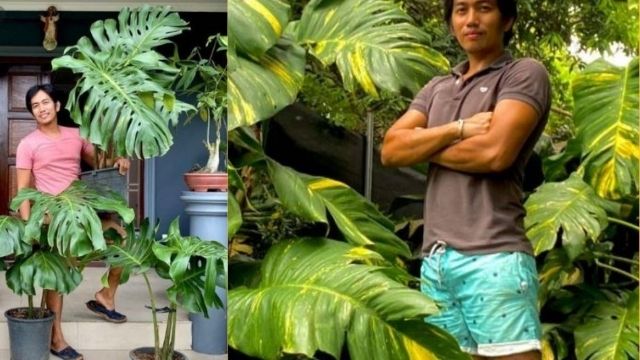Mga Indoor Plants na May Nakakalulang Presyo, Umaabot ng 80,000 Pesos