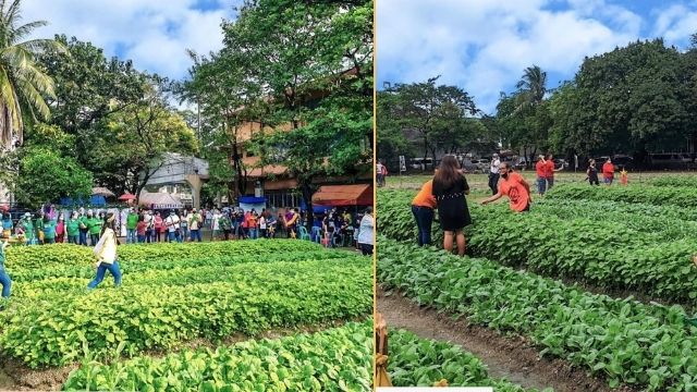 Soccer Field sa Tondo Maynila, naging isang napakalawak na taniman ng gulay at pinakikinabangan ng mahigit 17 barangay ngayon